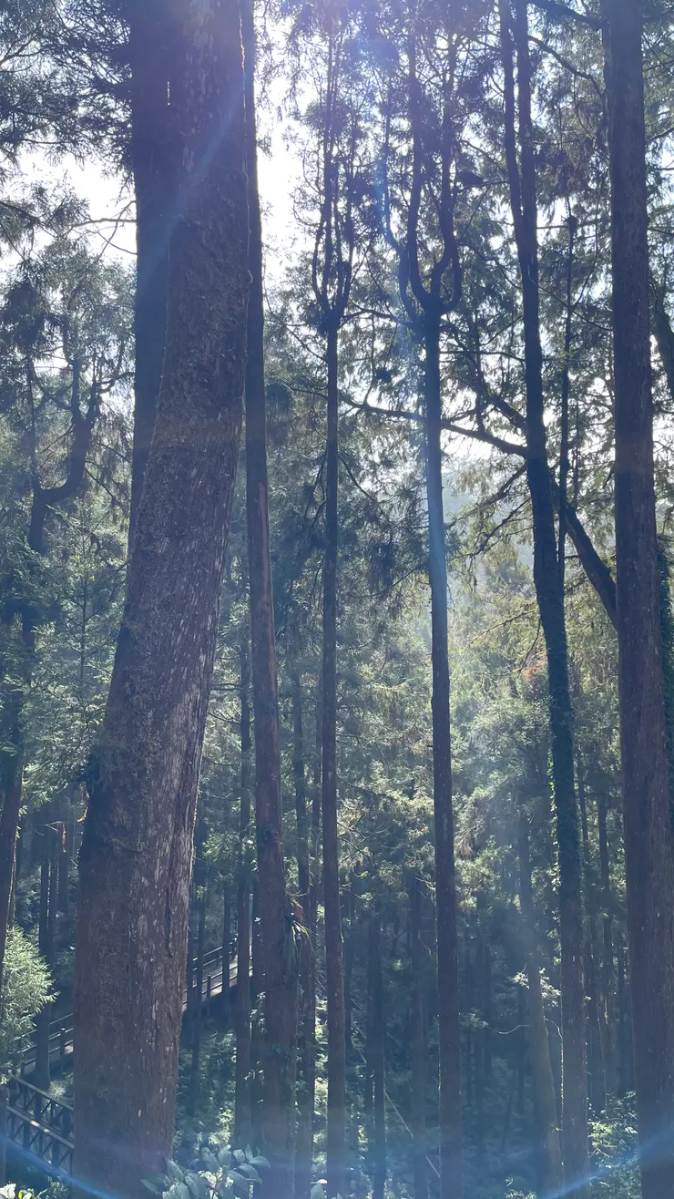 晴天時令人流連忘返的林道