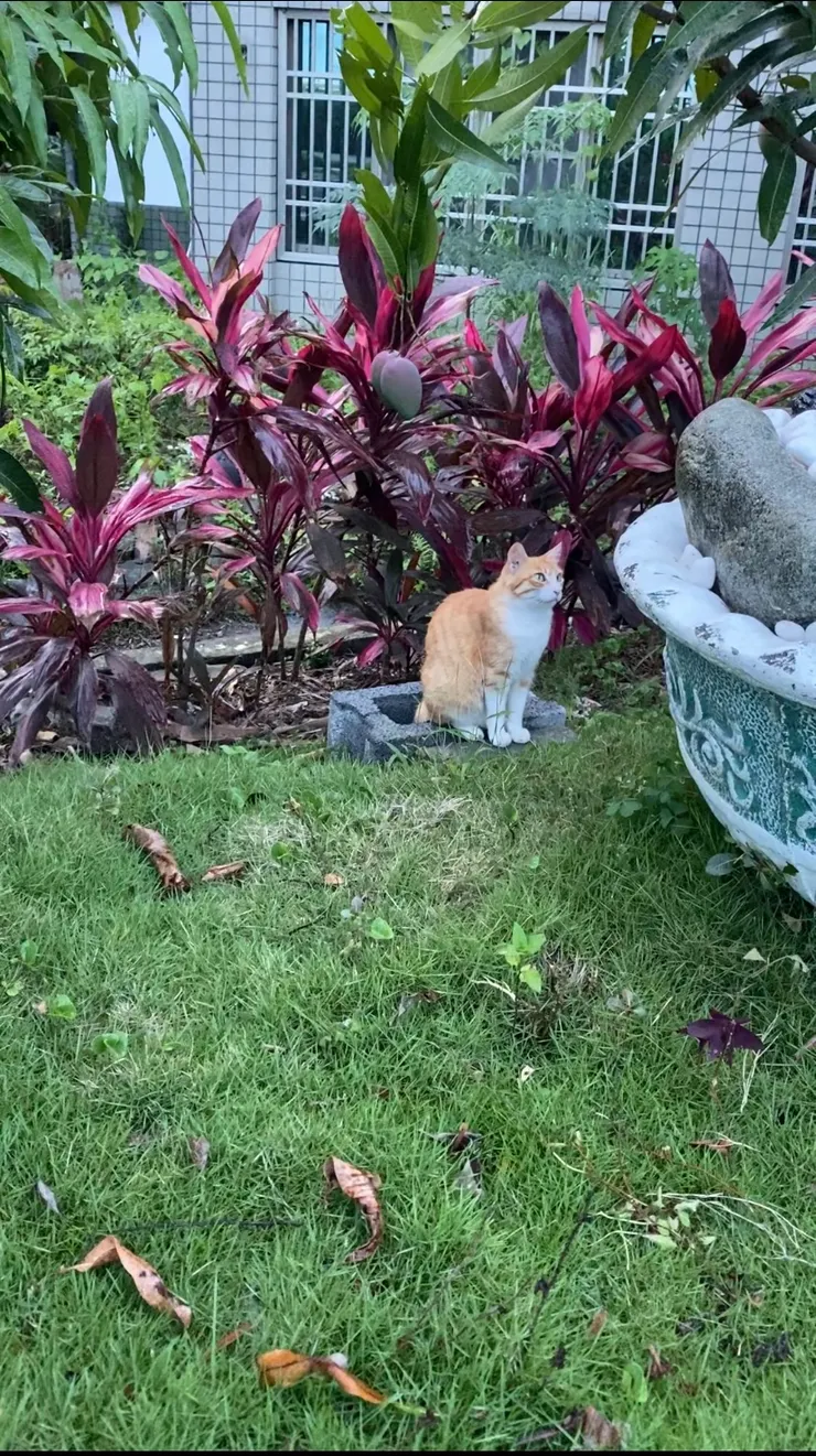 第一次見面時，非常專注😼