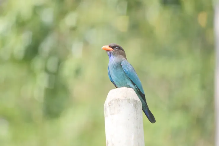 三寶鳥 Dollar Bird