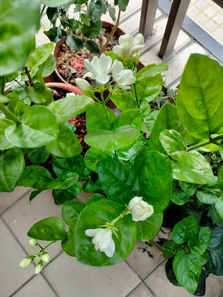 茉莉花的花季開始了～手機自拍