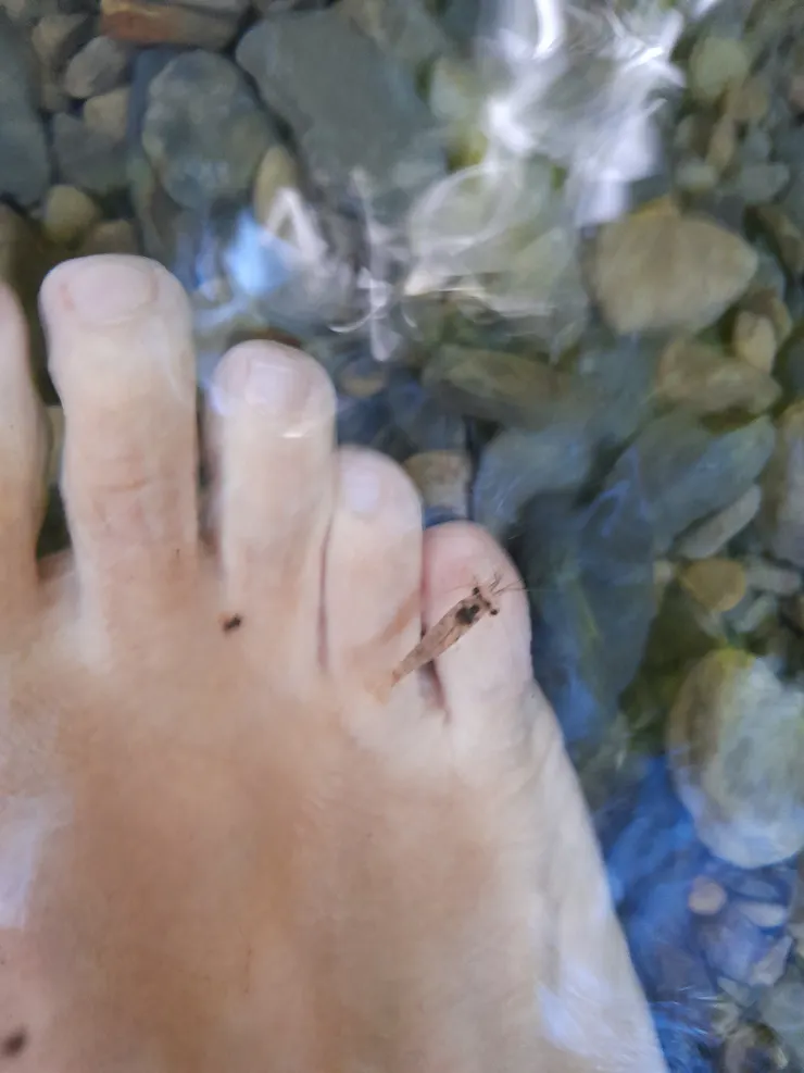 小拇趾上的溪蝦