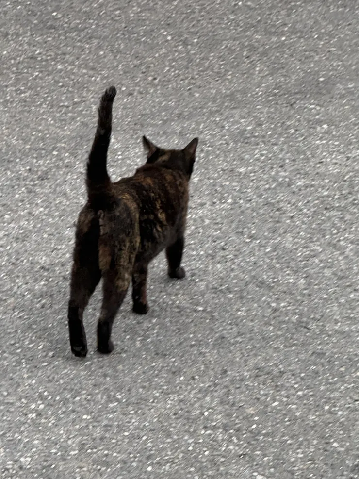 2026/04/15 貓貓二號