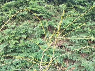 喃喃自語之3：寶寶、柳枝