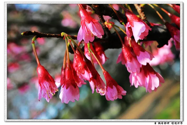 【東京・櫻花】