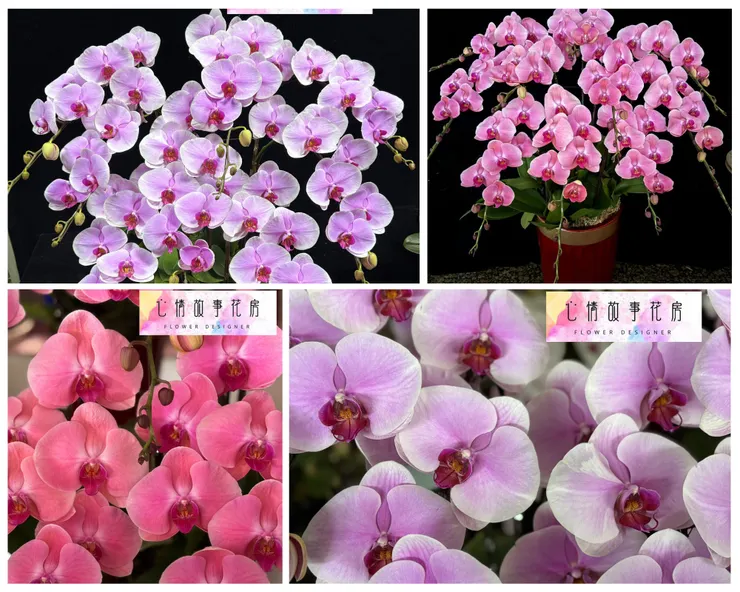 不是一般蘭花！台南少數使用出口等級蘭花的推薦花店｜心情故事花房