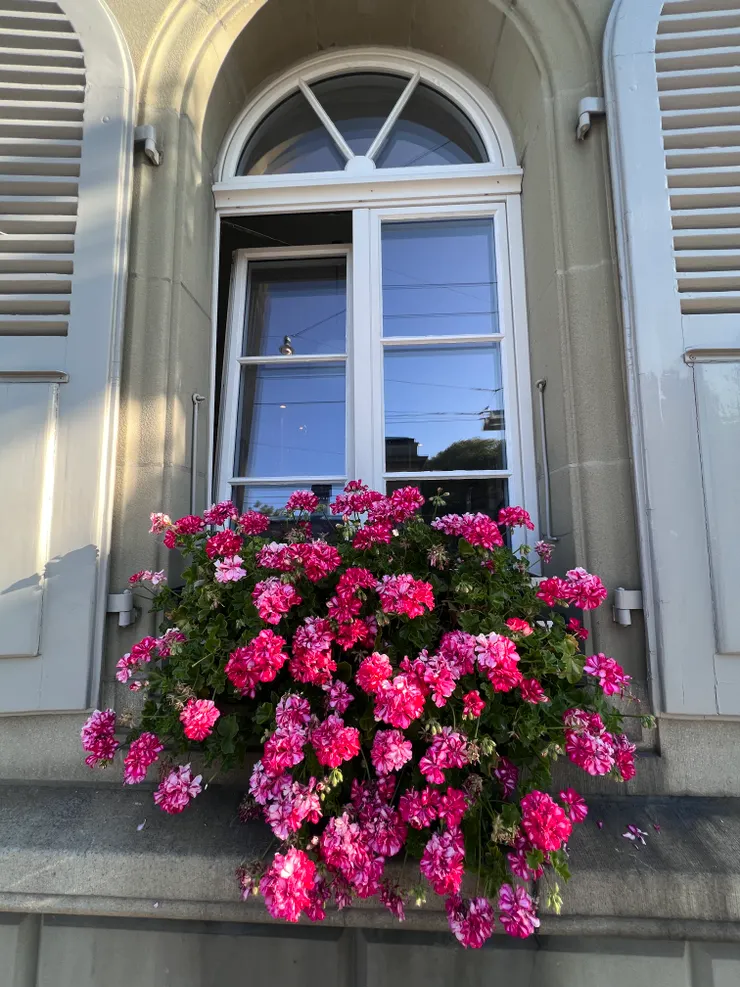 在歐洲隨處可見的花枱，在伯恩也看得到