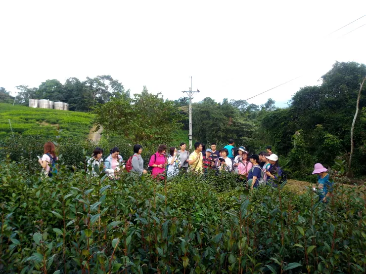 魚池分場研究員帶大家參觀茶園