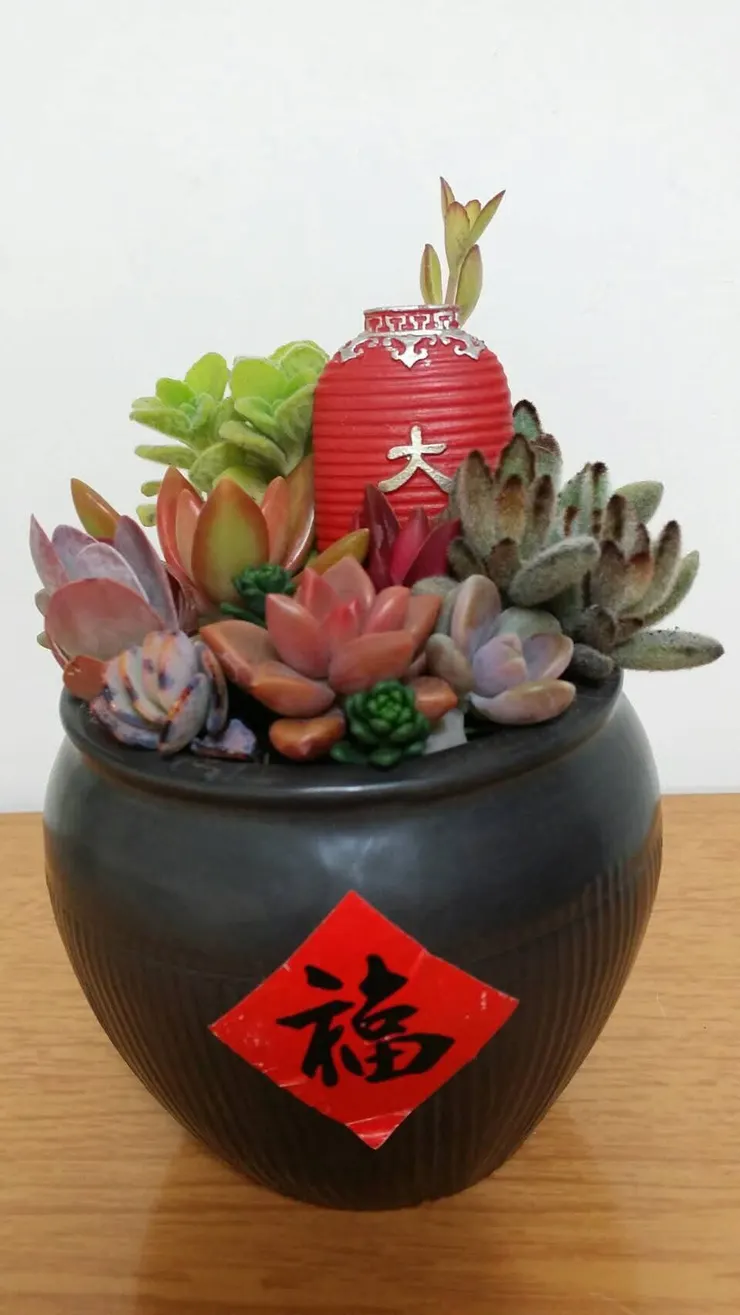 今天不放小寒圖片，來張🧧字，媽媽的多肉