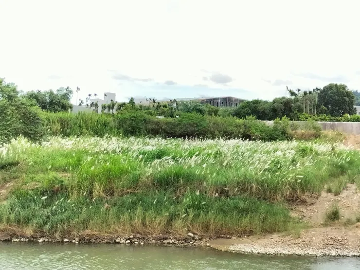 對岸成片的蘆葦/Mingling攝