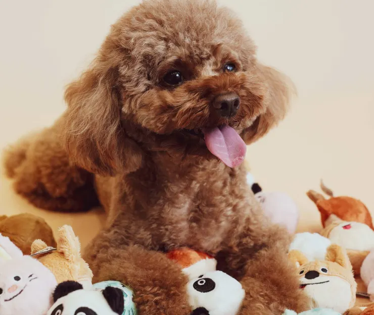 圖說：「啾啾球盲盒」內含6款原創角色，以高強度互動設計，滿足毛孩愛玩天性，也增進與飼主間的互動。（資料來源：倍力寵物健康食品）