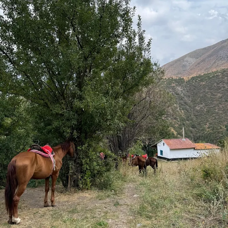 於照片右方的小屋午休