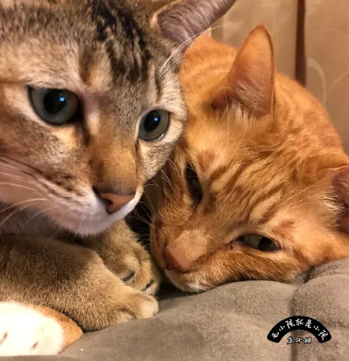 解決貓咪的「嗅覺景觀剝奪」，不需要帶牠出門遛，而是要讓牠在室內「重新工作」。