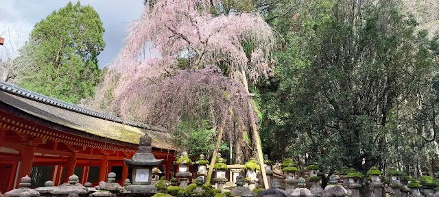 朱紅色的春日大社