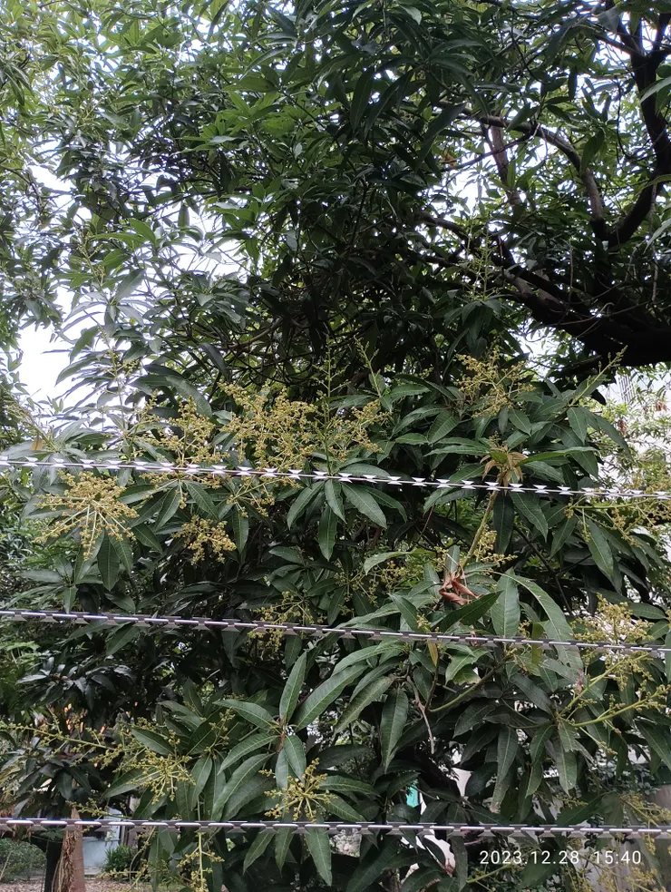 門庭果芒花輕放，也書桃符待迎爆竹聲響