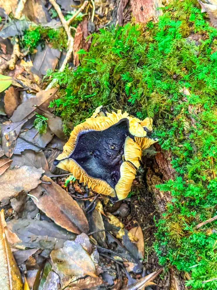 傷熱“虯”起來？？