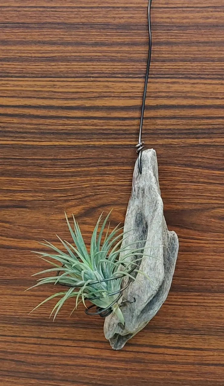 小精靈空氣鳳梨