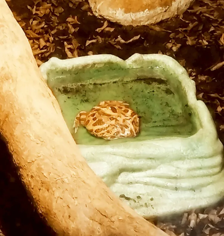 南美角蛙 --- 超肥的角蛙好可愛❤️