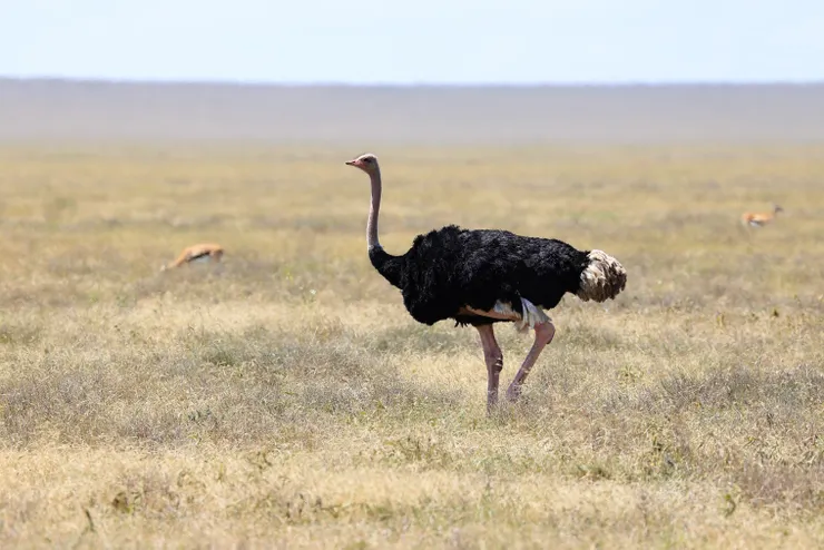 賽倫蓋蒂大草原上的鴕鳥