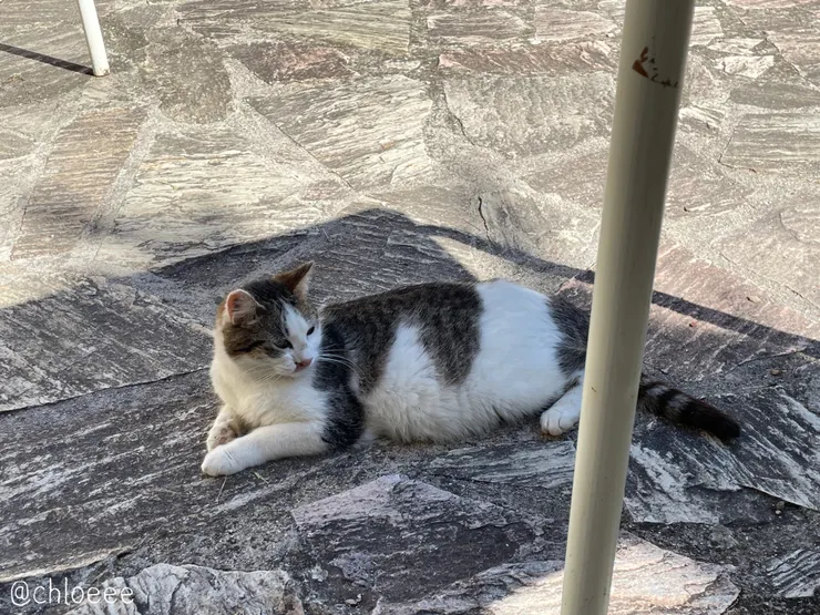 一起在庭院曬太陽的貓貓