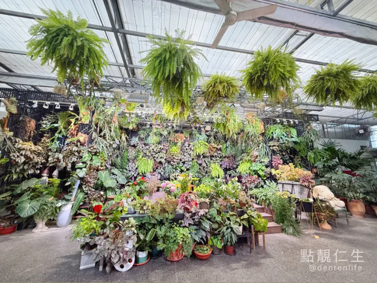 彰化田尾菁芳園|餐廳座位很大綠意環繞