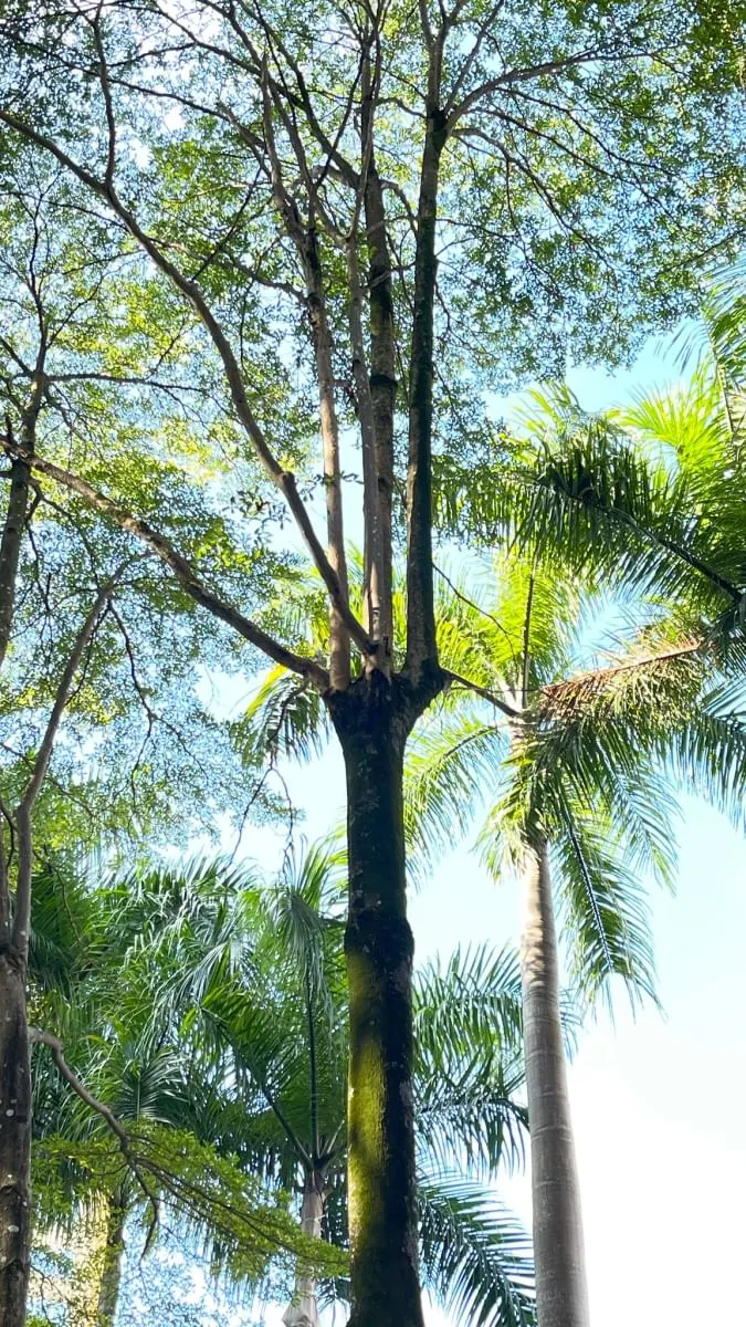 斷頭樹對於攀樹作業來說是高風險