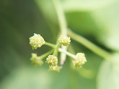 src