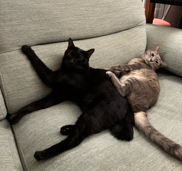 貓咪也可以叫我媽，雖然他們不曾叫過