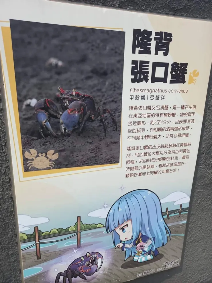 海線少女--隆背張口蟹