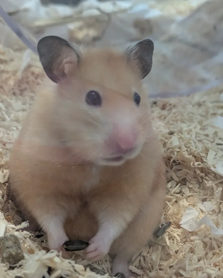 用餐中，我是誰？我在哪裡？