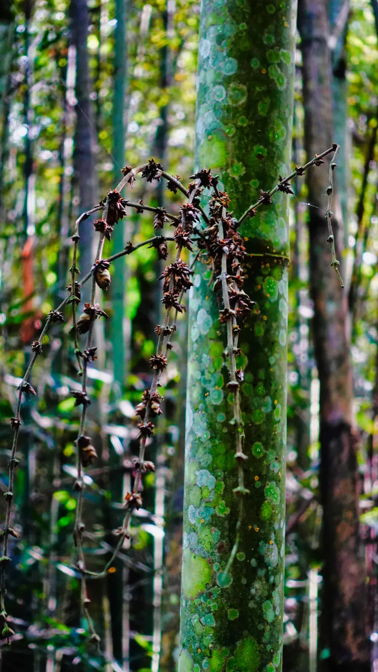 竹子的花(謝了)