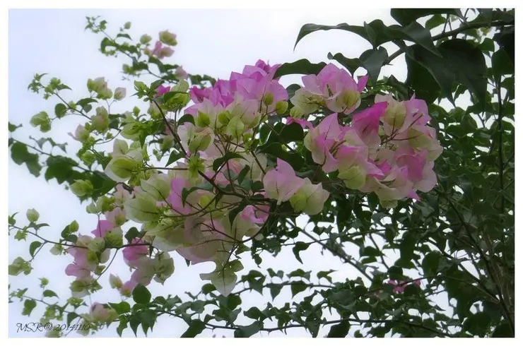 吉安親山自行車道旁的九重葛