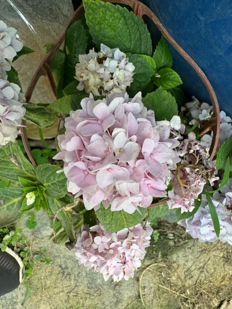 圓圓滿滿的，可愛。