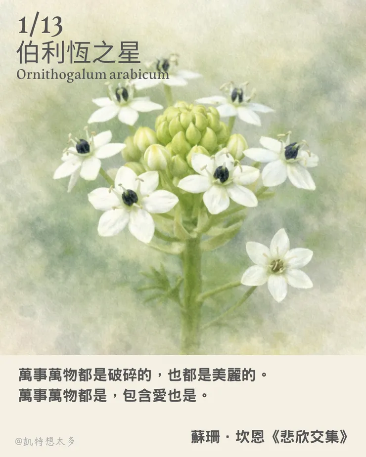 《一日一花・一句》｜1 月 13 日｜伯利恆之星 × 蘇珊坎恩《悲欣交集》