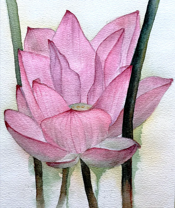 W37夏荷, 26x18cm, AUG2023 