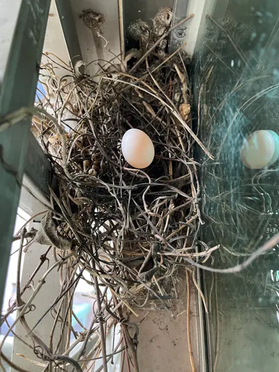 第二窩鳩蛋、第二批鳩爸媽☺️