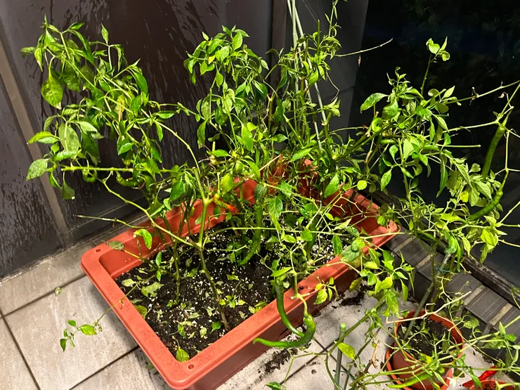 20250515 最後採收