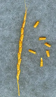 節節麥。圖片取自維基百科