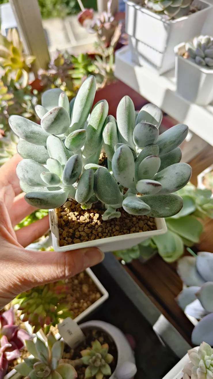 福娘夏天冬天差不多都這個粉白顏色