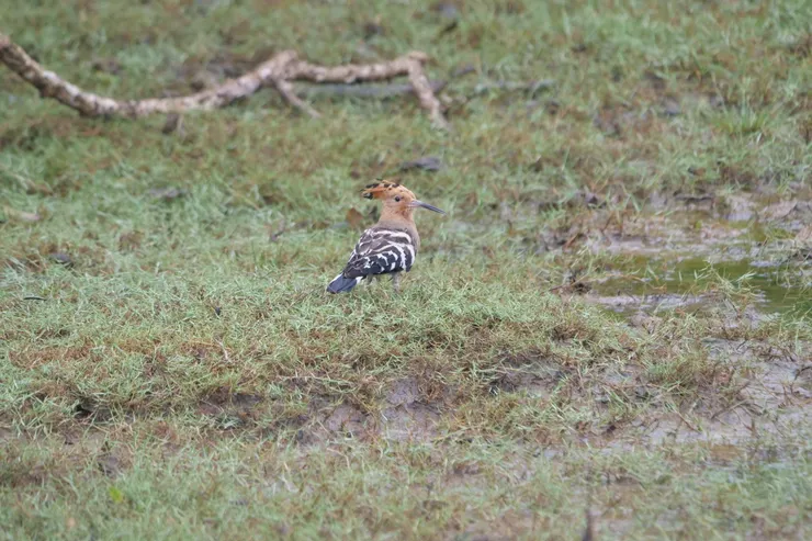 Hoopoe