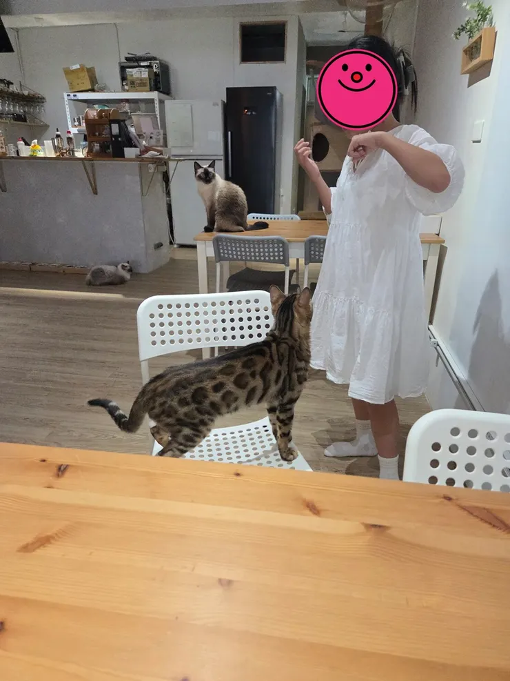 暑假最後一天,和女兒去了中壢「喵宅」。