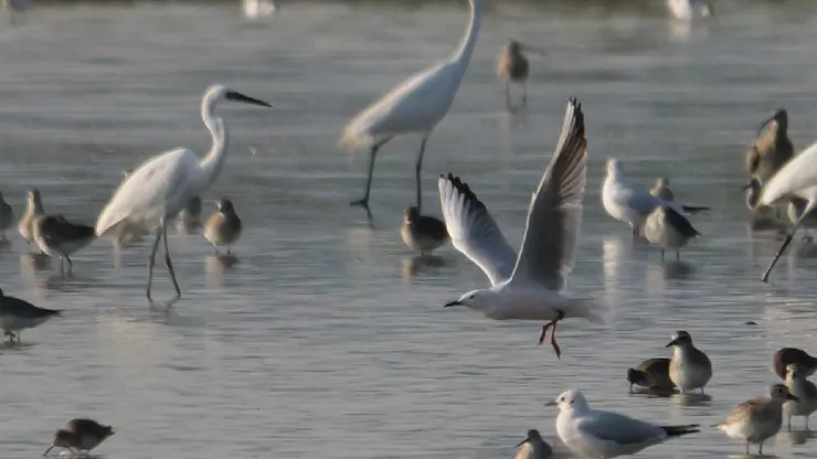 逗留十分鐘左右牠就飛走了