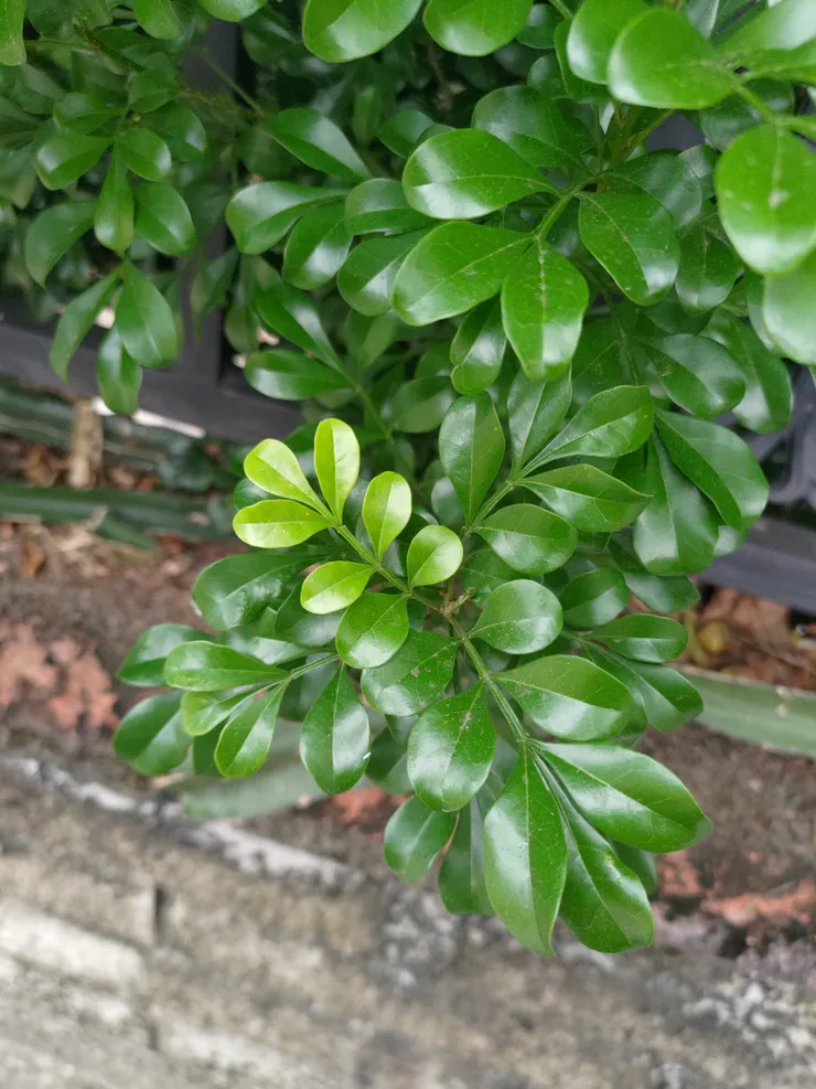 我喜歡這種漸層的綠色