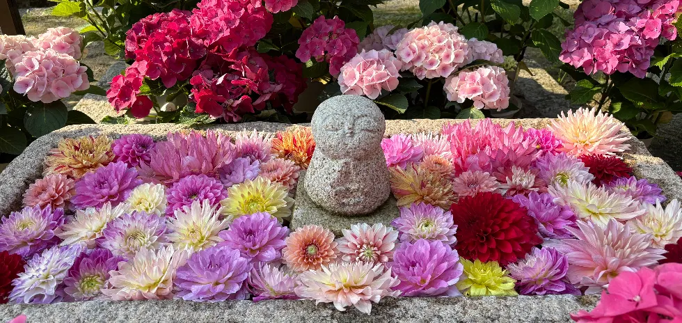 尼茲在光中 Niz in Light