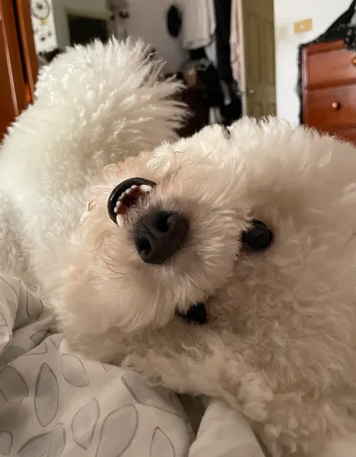 我和我的第二春