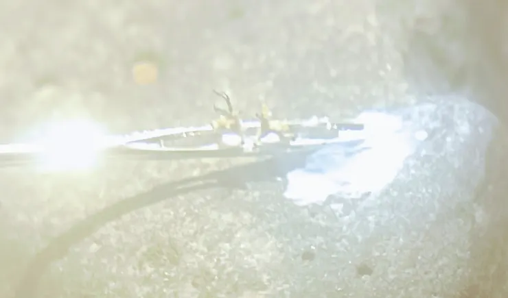 兩隻迷你鹿，在針繡上的小鹿！