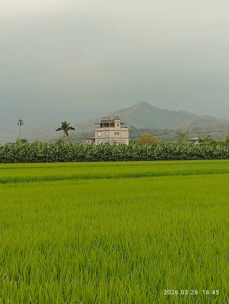 寒食雨過世清明