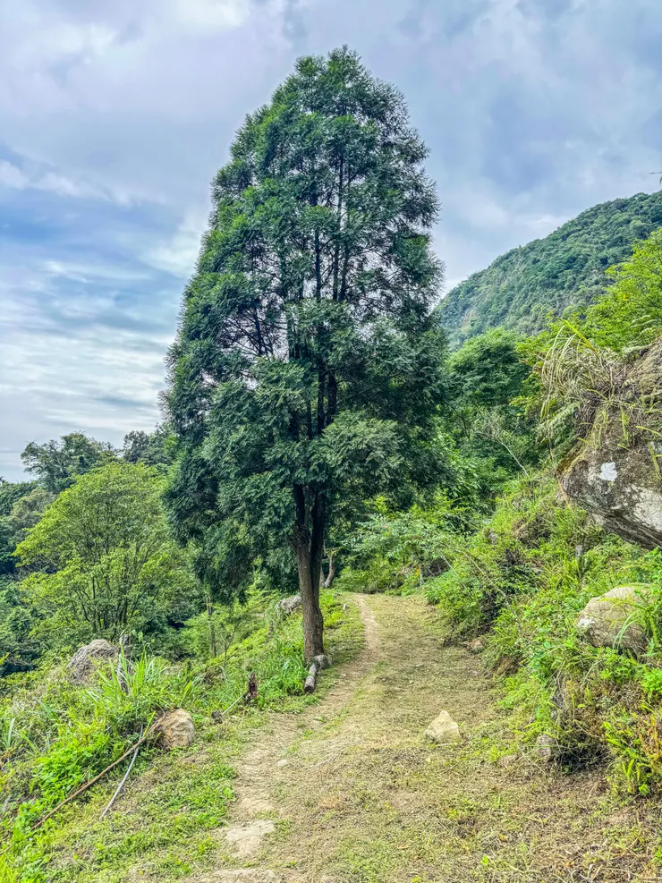 大清早往九龍山的路上只有少數幾位山友