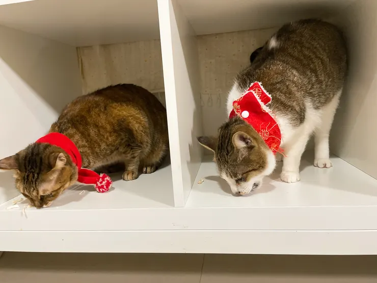 為了滿足人類的慾望拍網美照後，給他們獎勵吃零食