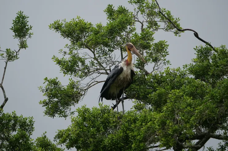 Lesser Adjutant 第一次看見會上樹的