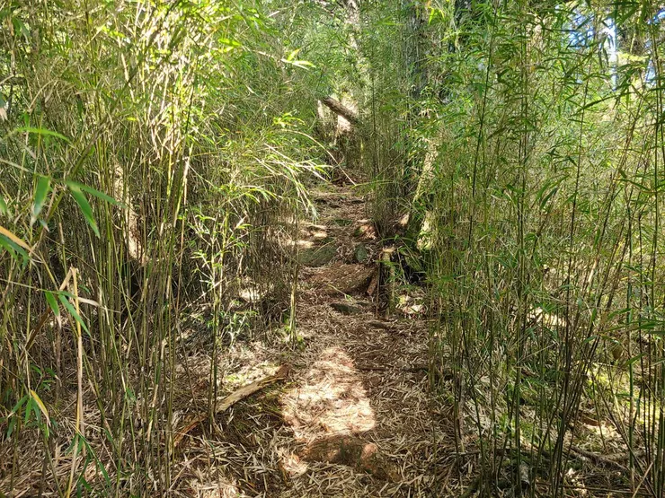佳陽山後的路真的是高速公路箭竹林，我都覺得劍山其實是被冤枉的，是佳陽山前的路讓它揹黑鍋了